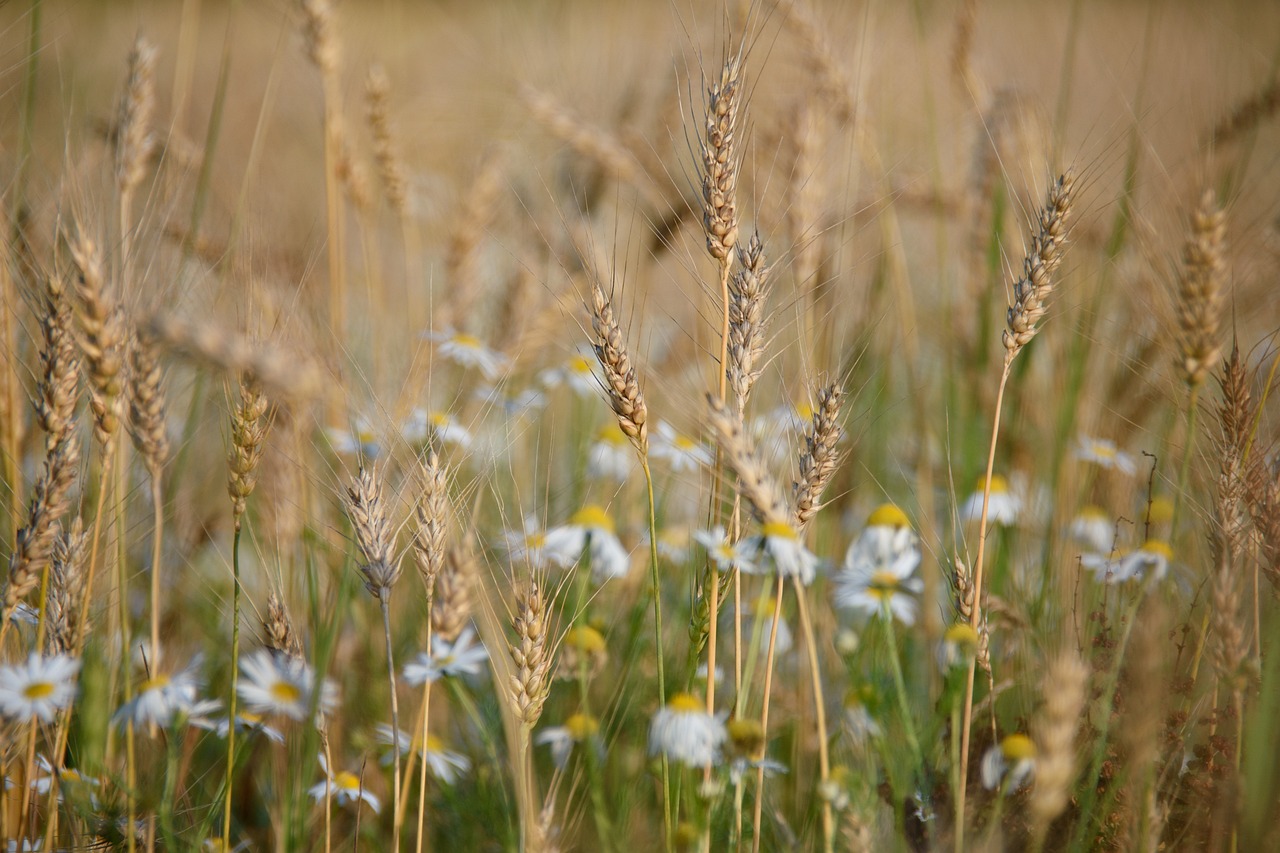 wheat, rye, oats