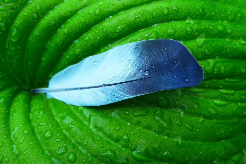 feather, blue feather, leaf